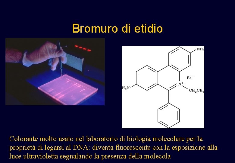 Bromuro di etidio Colorante molto usato nel laboratorio di biologia molecolare per la proprietà Bromuro di etidio Colorante molto usato nel laboratorio di biologia molecolare per la proprietà