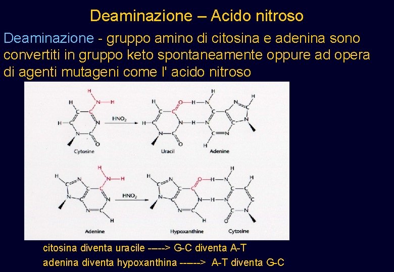 Deaminazione – Acido nitroso Deaminazione - gruppo amino di citosina e adenina sono convertiti Deaminazione – Acido nitroso Deaminazione - gruppo amino di citosina e adenina sono convertiti