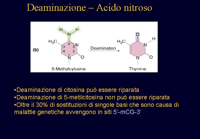 Deaminazione – Acido nitroso • Deaminazione di citosina può essere riparata • Deaminazione di Deaminazione – Acido nitroso • Deaminazione di citosina può essere riparata • Deaminazione di