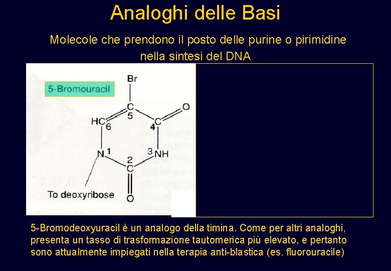 Analoghi delle Basi Molecole che prendono il posto delle purine o pirimidine nella sintesi Analoghi delle Basi Molecole che prendono il posto delle purine o pirimidine nella sintesi