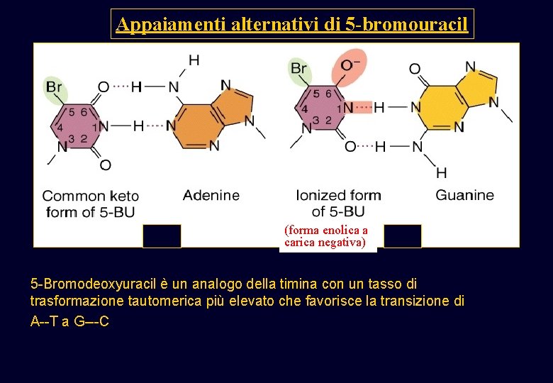 Appaiamenti alternativi di 5 -bromouracil (forma enolica a carica negativa) 5 -Bromodeoxyuracil è un Appaiamenti alternativi di 5 -bromouracil (forma enolica a carica negativa) 5 -Bromodeoxyuracil è un