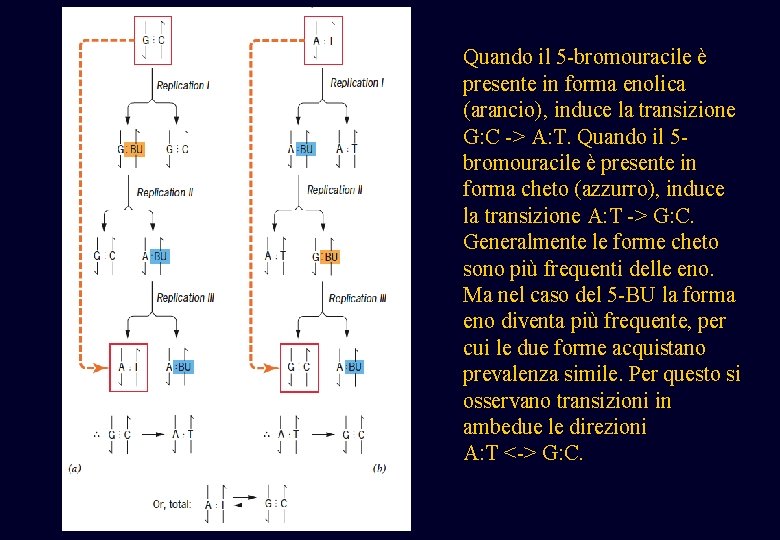 Quando il 5 -bromouracile è presente in forma enolica (arancio), induce la transizione G: Quando il 5 -bromouracile è presente in forma enolica (arancio), induce la transizione G: