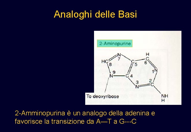 Analoghi delle Basi 2 -Amminopurina è un analogo della adenina e favorisce la transizione Analoghi delle Basi 2 -Amminopurina è un analogo della adenina e favorisce la transizione
