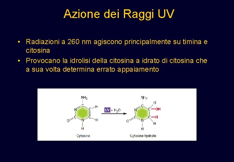 Azione dei Raggi UV • Radiazioni a 260 nm agiscono principalmente su timina e Azione dei Raggi UV • Radiazioni a 260 nm agiscono principalmente su timina e