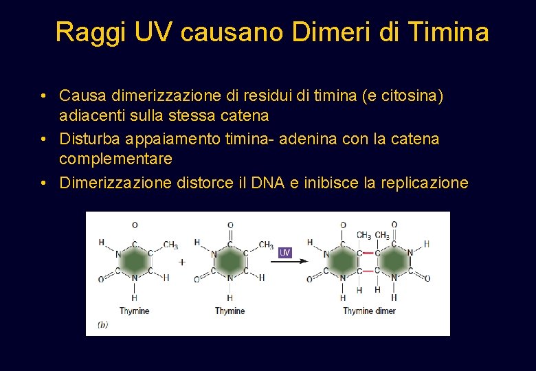 Raggi UV causano Dimeri di Timina • Causa dimerizzazione di residui di timina (e Raggi UV causano Dimeri di Timina • Causa dimerizzazione di residui di timina (e