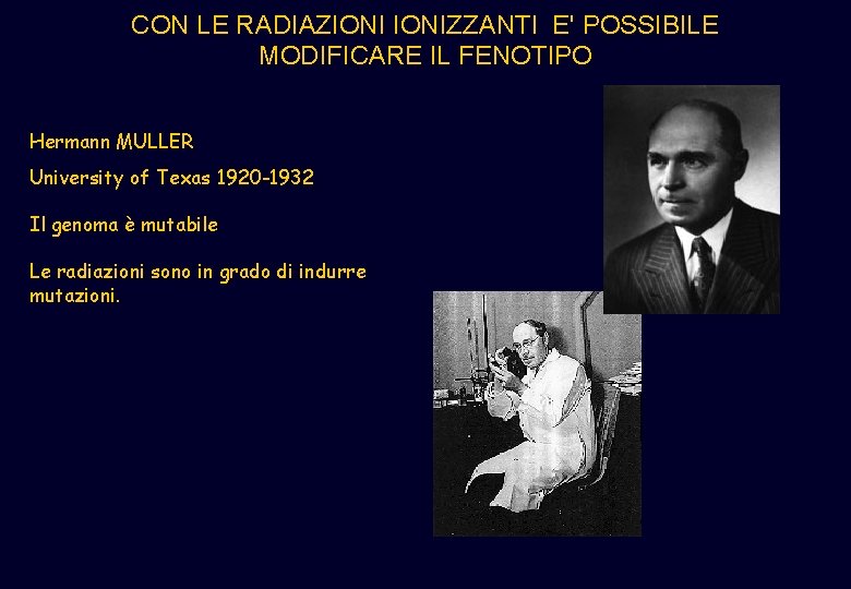 CON LE RADIAZIONIZZANTI E' POSSIBILE MODIFICARE IL FENOTIPO Hermann MULLER University of Texas 1920 CON LE RADIAZIONIZZANTI E' POSSIBILE MODIFICARE IL FENOTIPO Hermann MULLER University of Texas 1920