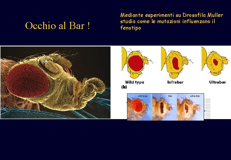 Occhio al Bar ! Mediante esperimenti su Drosofila Muller studia come le mutazioni influenzano Occhio al Bar ! Mediante esperimenti su Drosofila Muller studia come le mutazioni influenzano