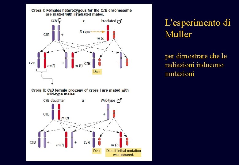 L'esperimento di Muller per dimostrare che le radiazioni inducono mutazioni L'esperimento di Muller per dimostrare che le radiazioni inducono mutazioni