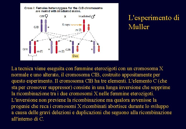 L'esperimento di Muller La tecnica viene eseguita con femmine eterozigoti con un cromosoma X L'esperimento di Muller La tecnica viene eseguita con femmine eterozigoti con un cromosoma X