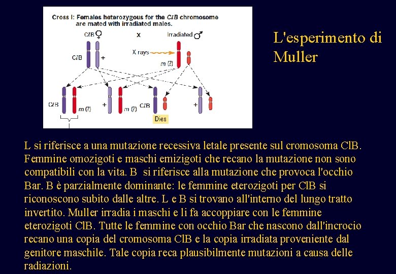 L'esperimento di Muller L si riferisce a una mutazione recessiva letale presente sul cromosoma L'esperimento di Muller L si riferisce a una mutazione recessiva letale presente sul cromosoma