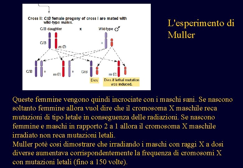 L'esperimento di Muller Queste femmine vengono quindi incrociate con i maschi sani. Se nascono L'esperimento di Muller Queste femmine vengono quindi incrociate con i maschi sani. Se nascono