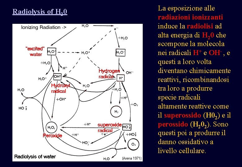 Radiolysis of H 20 La esposizione alle radiazionizzanti induce la radiolisi ad alta Radiolysis of H 20 La esposizione alle radiazionizzanti induce la radiolisi ad alta