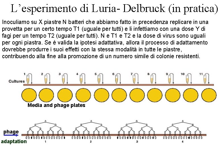 L’esperimento di Luria- Delbruck (in pratica) Inoculiamo su X piastre N batteri che abbiamo L’esperimento di Luria- Delbruck (in pratica) Inoculiamo su X piastre N batteri che abbiamo