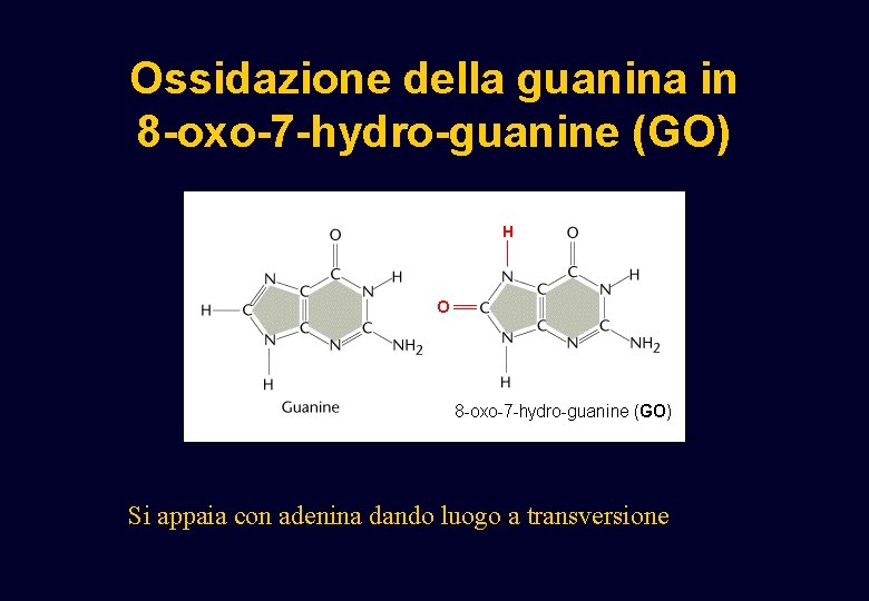Ossidazione della guanina in 8 -oxo-7 -hydro-guanine (GO) Si appaia con adenina dando luogo Ossidazione della guanina in 8 -oxo-7 -hydro-guanine (GO) Si appaia con adenina dando luogo