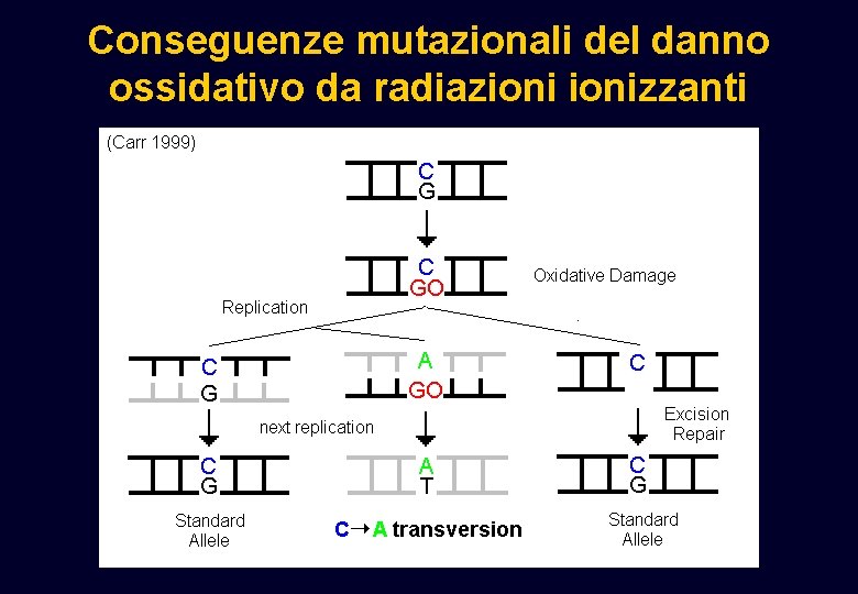 Conseguenze mutazionali del danno ossidativo da radiazionizzanti Conseguenze mutazionali del danno ossidativo da radiazionizzanti