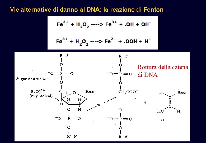 Vie alternative di danno al DNA: la reazione di Fenton Rottura della catena di Vie alternative di danno al DNA: la reazione di Fenton Rottura della catena di
