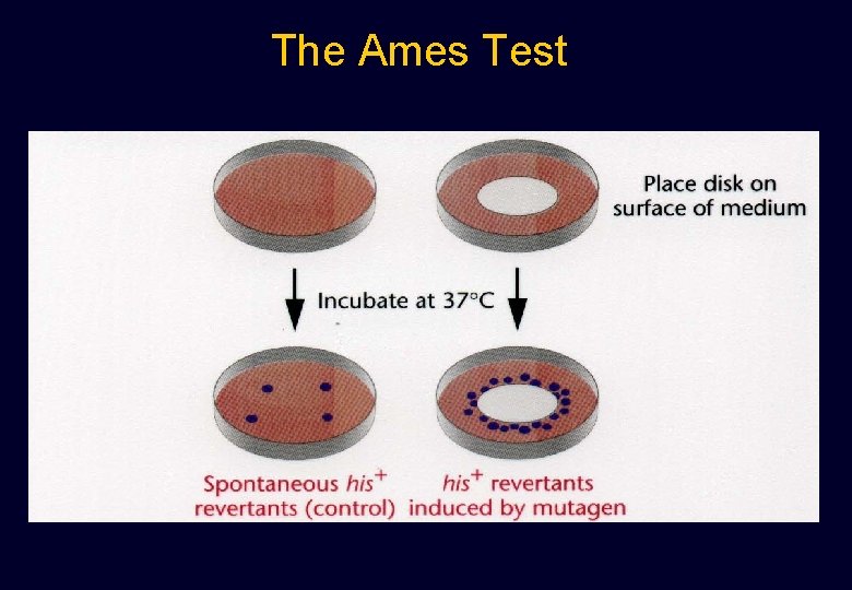 The Ames Test The Ames Test
