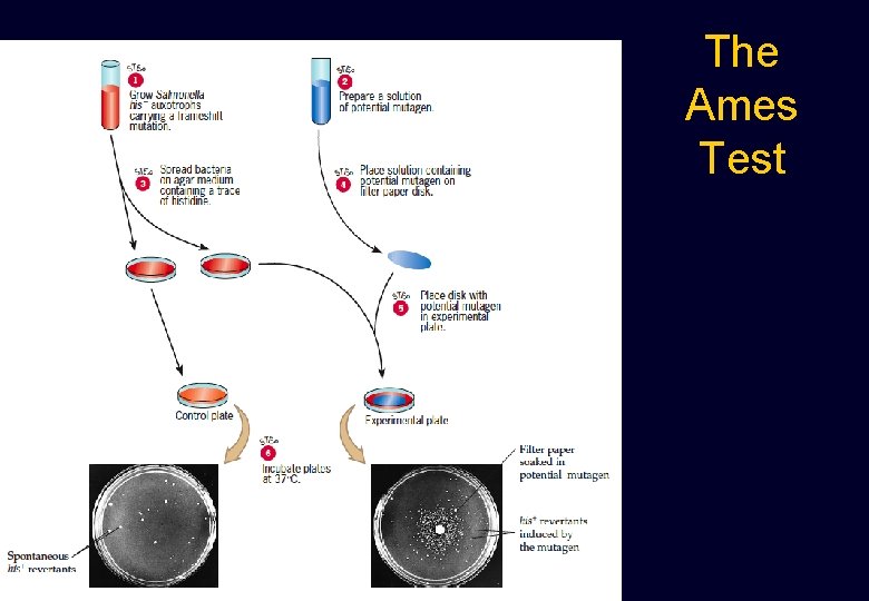 The Ames Test The Ames Test