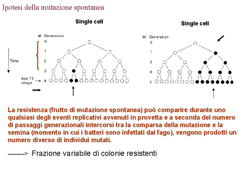 Ipotesi della mutazione spontanea Single cell La resistenza (frutto di mutazione spontanea) può comparire Ipotesi della mutazione spontanea Single cell La resistenza (frutto di mutazione spontanea) può comparire