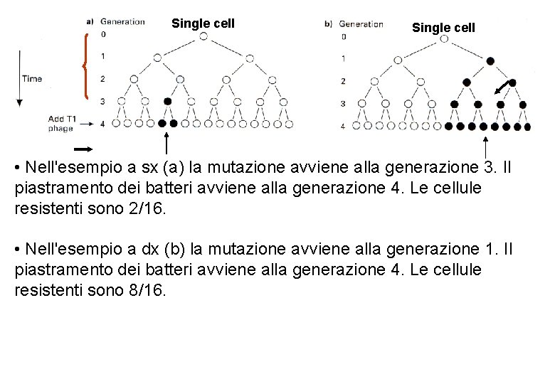 Single cell • Nell'esempio a sx (a) la mutazione avviene alla generazione 3. Il Single cell • Nell'esempio a sx (a) la mutazione avviene alla generazione 3. Il