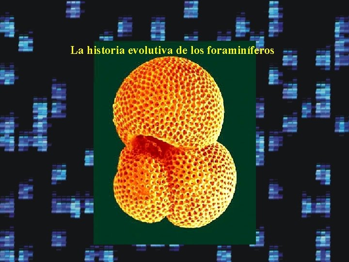 La historia evolutiva de los foraminíferos 