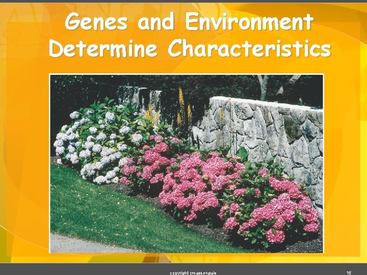 Genes and Environment Determine Characteristics copyright cmassengale 15 