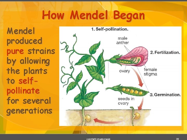 How Mendel Began Mendel produced pure strains by allowing the plants to selfpollinate for