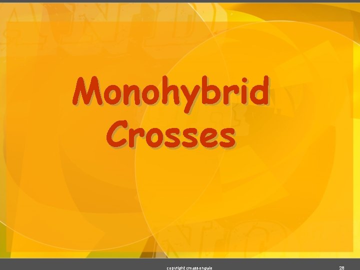 Monohybrid Crosses copyright cmassengale 28 