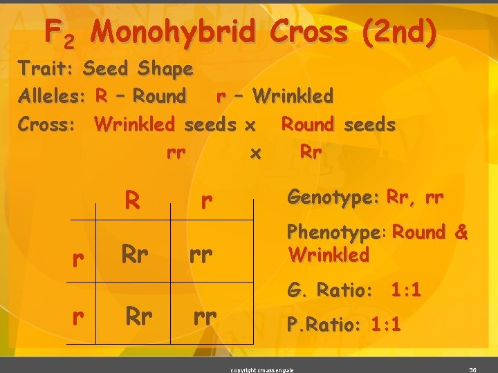 F 2 Monohybrid Cross (2 nd) Trait: Seed Shape Alleles: R – Round r