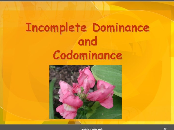 Incomplete Dominance and Codominance copyright cmassengale 56 