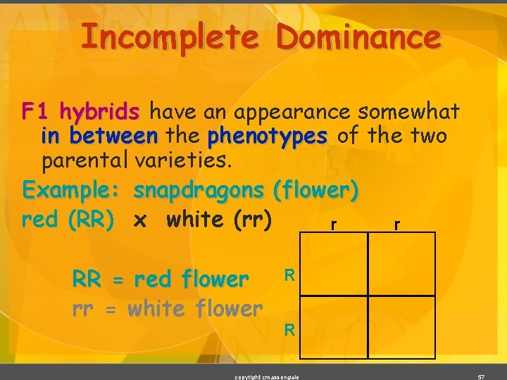 Incomplete Dominance F 1 hybrids have an appearance somewhat in between the phenotypes of