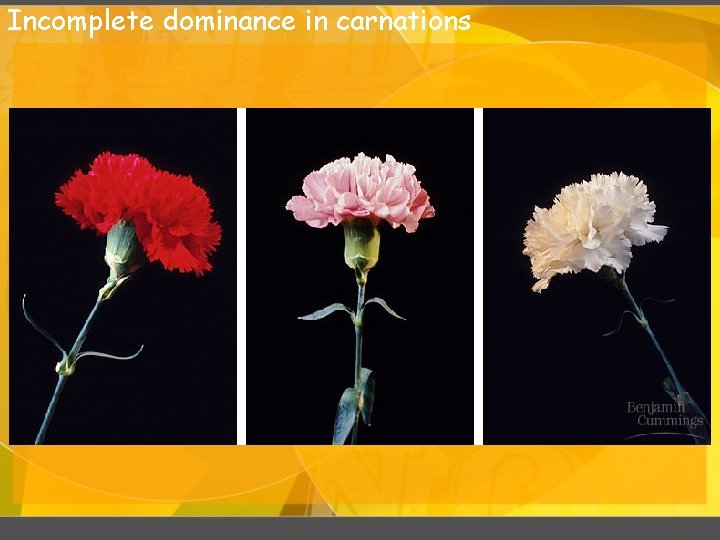 Incomplete dominance in carnations 