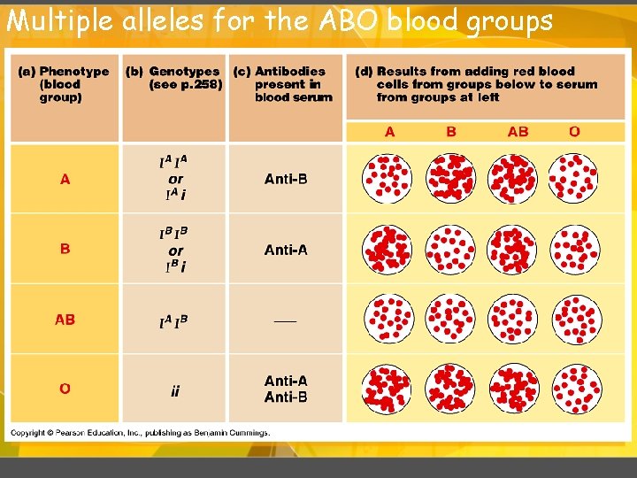 Multiple alleles for the ABO blood groups 