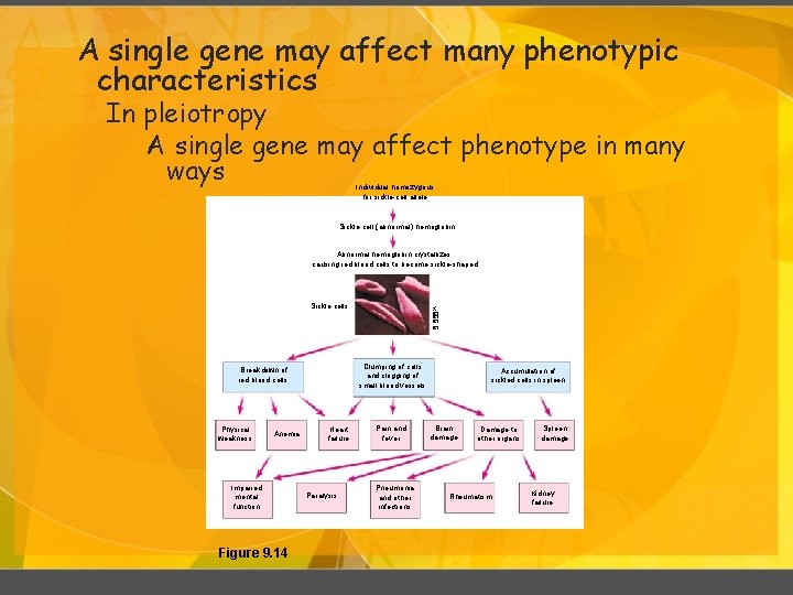 A single gene may affect many phenotypic characteristics In pleiotropy A single gene may