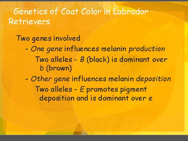 Genetics of Coat Color in Labrador Retrievers Two genes involved - One gene influences