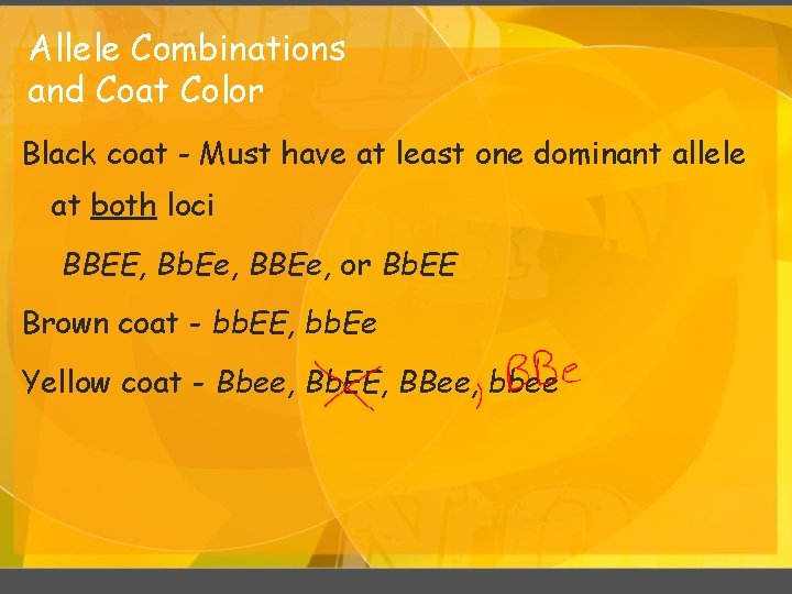 Allele Combinations and Coat Color Black coat - Must have at least one dominant