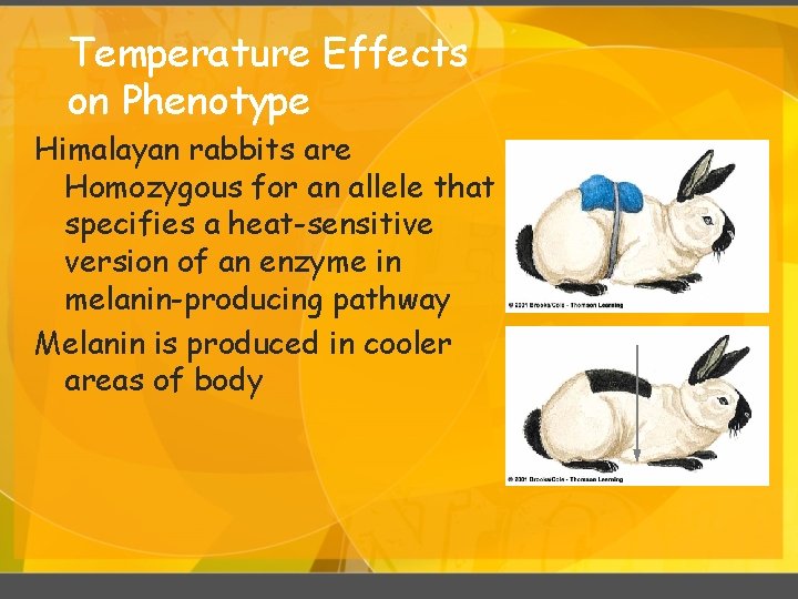 Temperature Effects on Phenotype Himalayan rabbits are Homozygous for an allele that specifies a