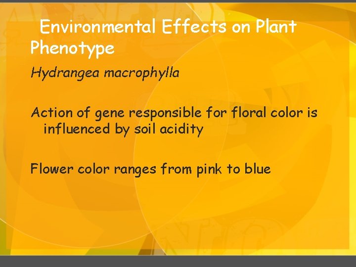 Environmental Effects on Plant Phenotype Hydrangea macrophylla Action of gene responsible for floral color