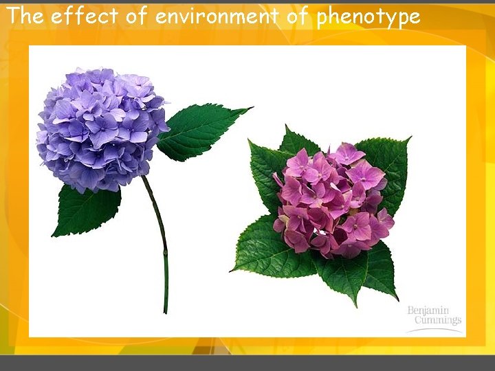 The effect of environment of phenotype 