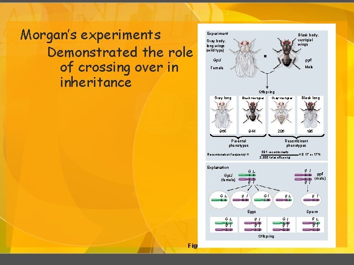 Morgan’s experiments Demonstrated the role of crossing over in inheritance Experiment Black body, vestigial