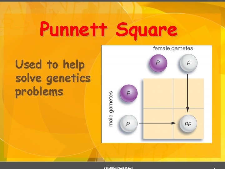 Punnett Square Used to help solve genetics problems copyright cmassengale 9 