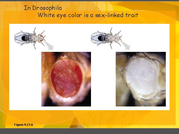 In Drosophila White eye color is a sex-linked trait Figure 9. 23 A 