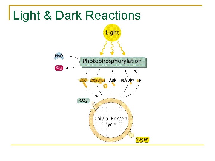 Light & Dark Reactions Light & Dark Reactions