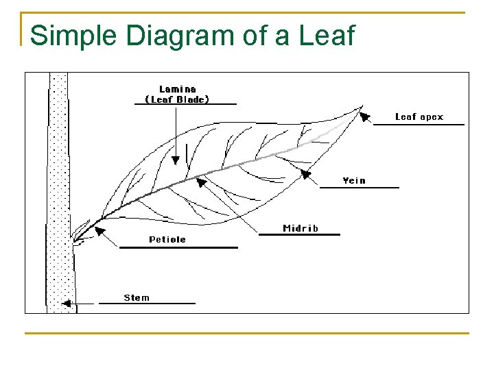Simple Diagram of a Leaf Simple Diagram of a Leaf