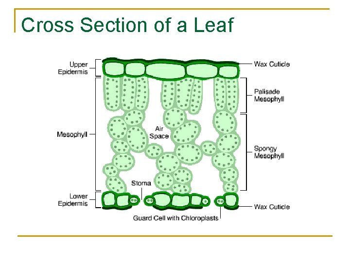 Cross Section of a Leaf Cross Section of a Leaf