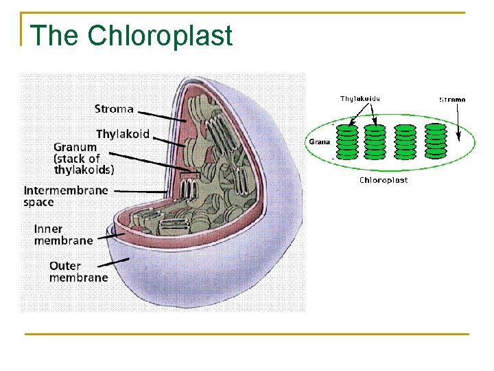 The Chloroplast The Chloroplast