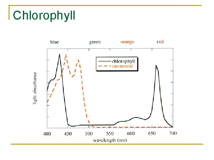 Chlorophyll Chlorophyll