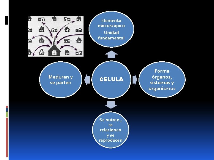 Elemento microscópico Unidad fundamental Maduran y se parten CELULA Se nutren , se relacionan