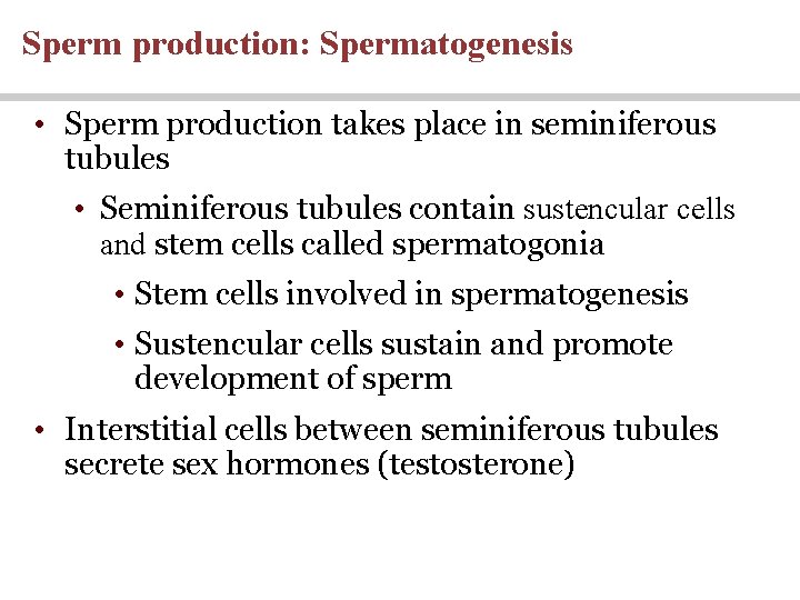 Sperm production: Spermatogenesis • Sperm production takes place in seminiferous tubules • Seminiferous tubules Sperm production: Spermatogenesis • Sperm production takes place in seminiferous tubules • Seminiferous tubules