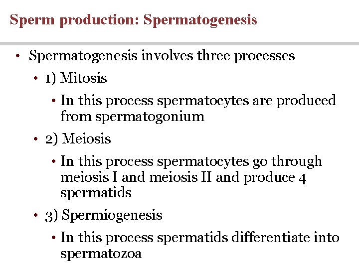 Sperm production: Spermatogenesis • Spermatogenesis involves three processes • 1) Mitosis • In this Sperm production: Spermatogenesis • Spermatogenesis involves three processes • 1) Mitosis • In this